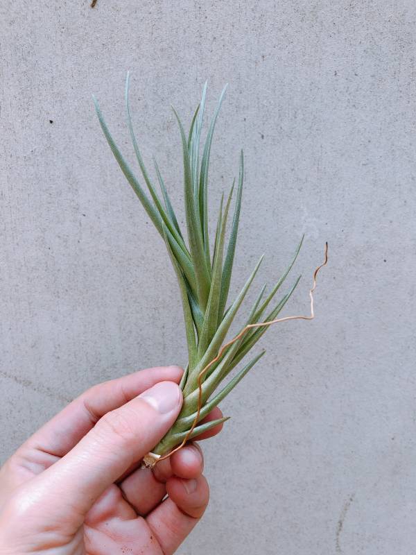 神秘酒紅／Tillandsia Mystic Burgundy 空氣鳳梨，鳳梨花，淨化空氣，綠化，園藝，Tillandsia