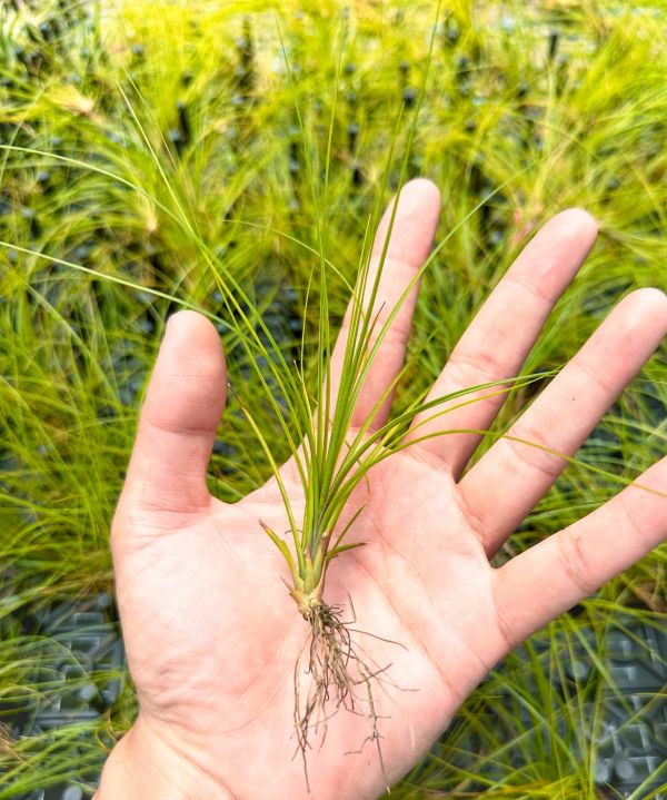 稻草／Tillandsia remota 空氣鳳梨,鳳梨花,淨化空氣,綠化,園藝,Tillandsia