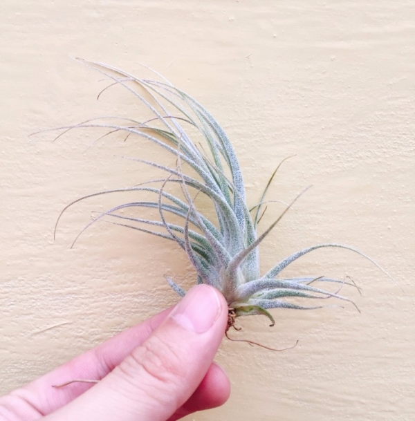 河豚／Tillandsia ehlersiana 空氣鳳梨,鳳梨花,淨化空氣,綠化,園藝,Tillandsia
