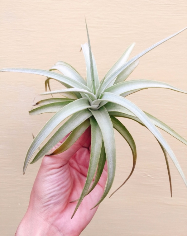 黃水晶／Tillandsia ixioides 空氣鳳梨,鳳梨花,淨化空氣,綠化,園藝,Tillandsia