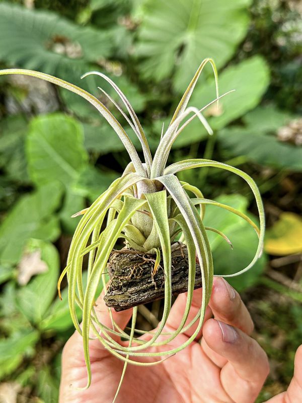 紅魷魚交墨電實生苗／Tillandsia (streptophylla x novakii) x streptophylla 'Mexico' 空氣鳳梨,鳳梨花,淨化空氣,綠化,園藝,Tillandsia