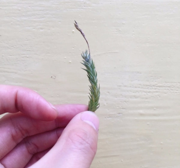 彈頭／Tillandsia pedicellata 空氣鳳梨，鳳梨花，淨化空氣，綠化，園藝，Tillandsia