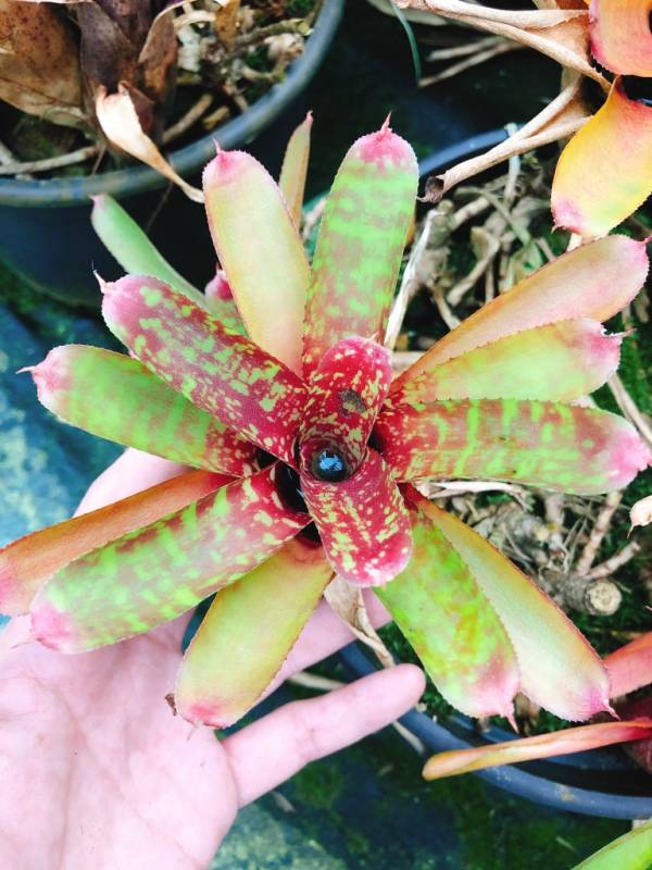 Neoregelia Wild Tiger 積水鳳梨，鳳梨花