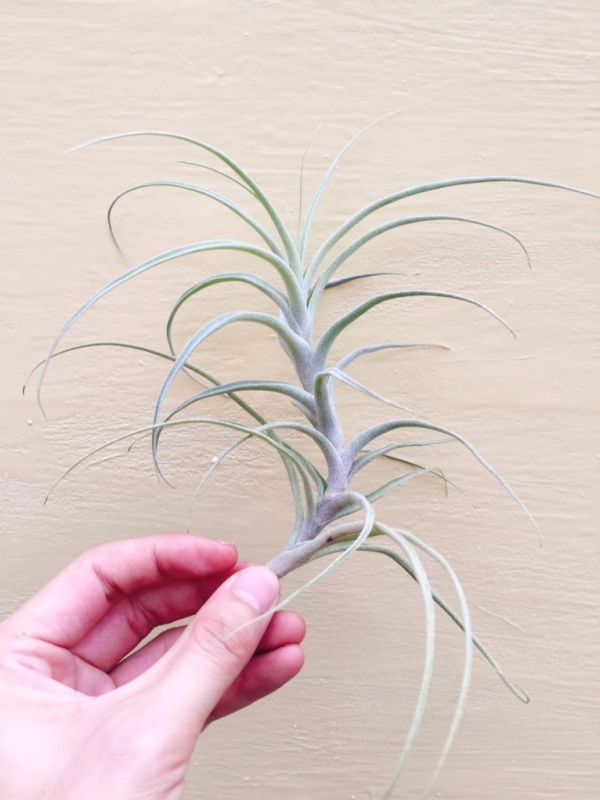 魔藤／Tillandsia queroensis 空氣鳳梨，鳳梨花，淨化空氣，綠化，園藝，Tillandsia