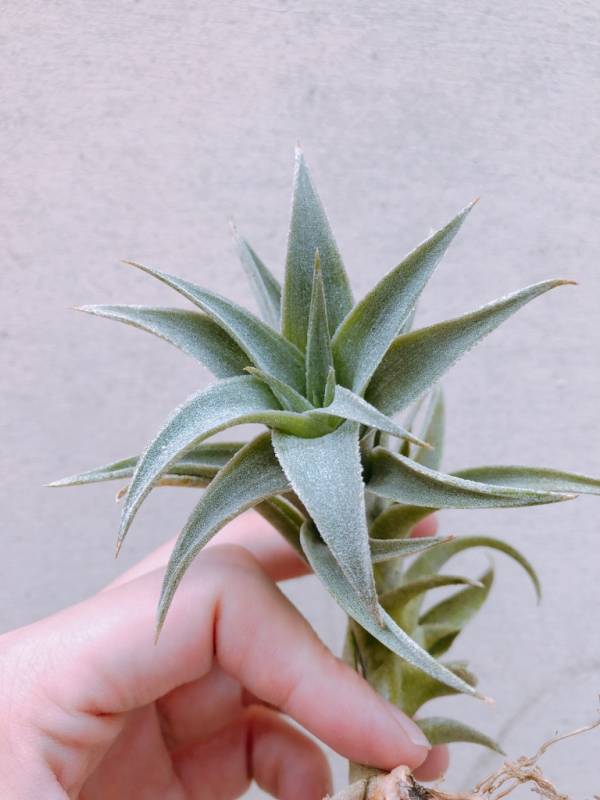 大- 赤兔／Tillandsia edithae 空氣鳳梨，鳳梨花，淨化空氣，綠化，園藝，Tillandsia
