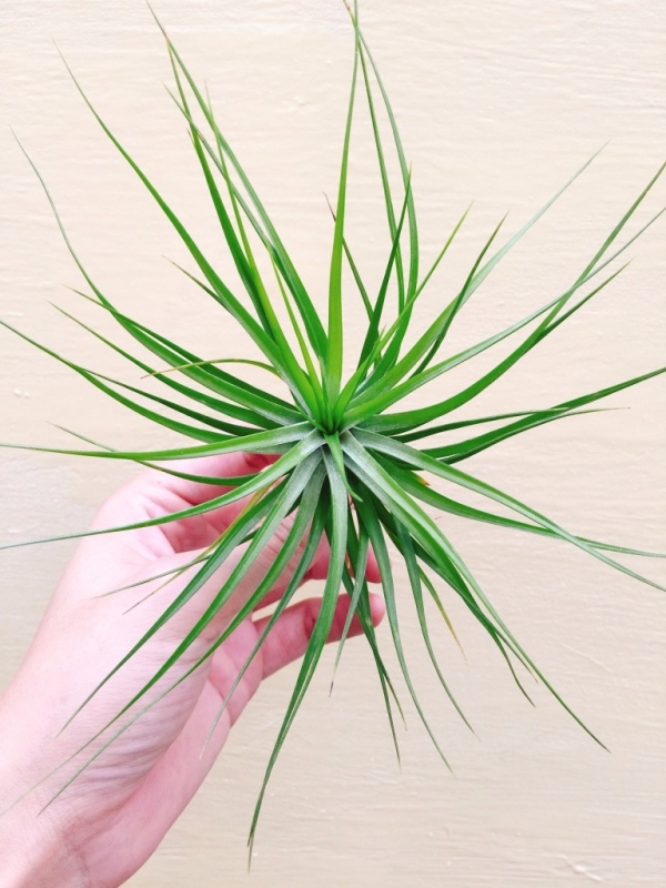 白花紫水晶／Tillandsia tenuifolia 'Emerald Forest' 空氣鳳梨，鳳梨花，淨化空氣，綠化，園藝，Tillandsia