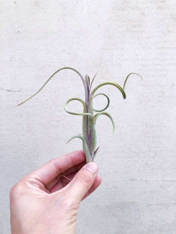 花中花／Tillandsia intermedia 空氣鳳梨,鳳梨花,淨化空氣,綠化,園藝,Tillandsia