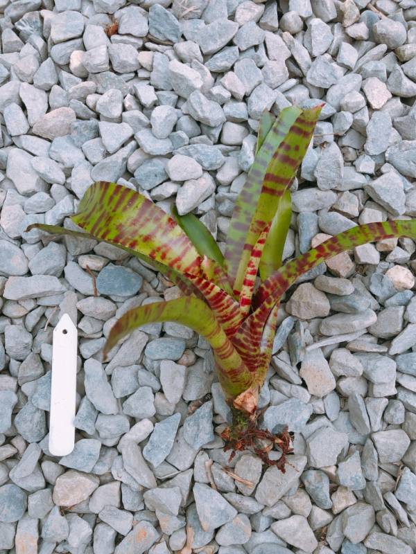 Neoregelia Blushing Tiger 積水鳳梨，鳳梨花