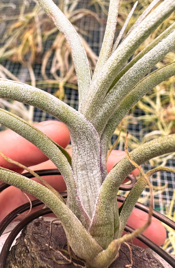 河電交大天堂實生苗／Tillandsia (ehlersiana x streptophylla) x pseudobaileyi 空氣鳳梨,鳳梨花,淨化空氣,綠化,園藝,Tillandsia