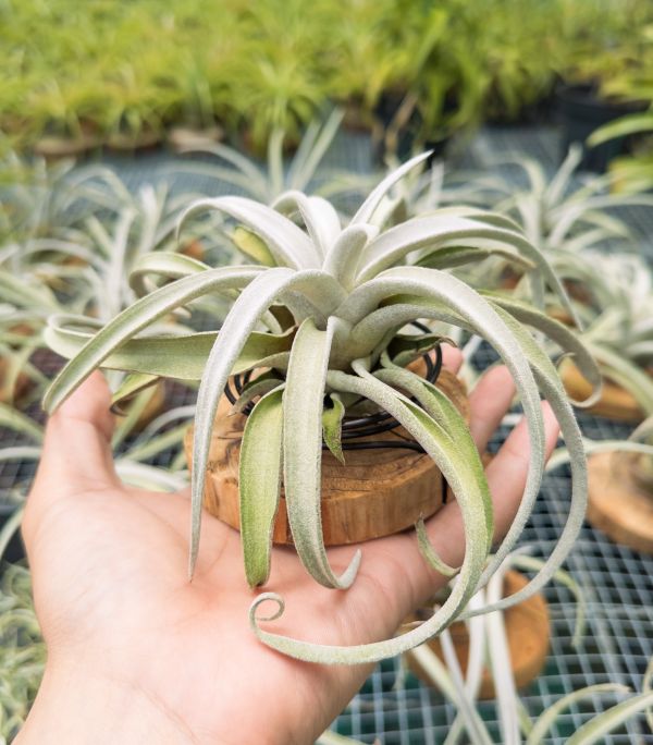 香檳 / Tillandsia chiapensis 空氣鳳梨,鳳梨花,淨化空氣,綠化,園藝,Tillandsia