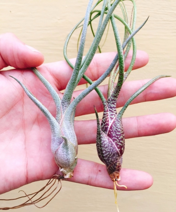 虎斑章魚x犀牛／Tillandsia butzii x seleriana 空氣鳳梨,鳳梨花,淨化空氣,綠化,園藝,Tillandsia