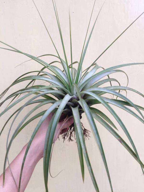 中-費西古拉塔／Tillandsia fasciculata 'Tricolor' 空氣鳳梨，鳳梨花，淨化空氣，綠化，園藝，Tillandsia