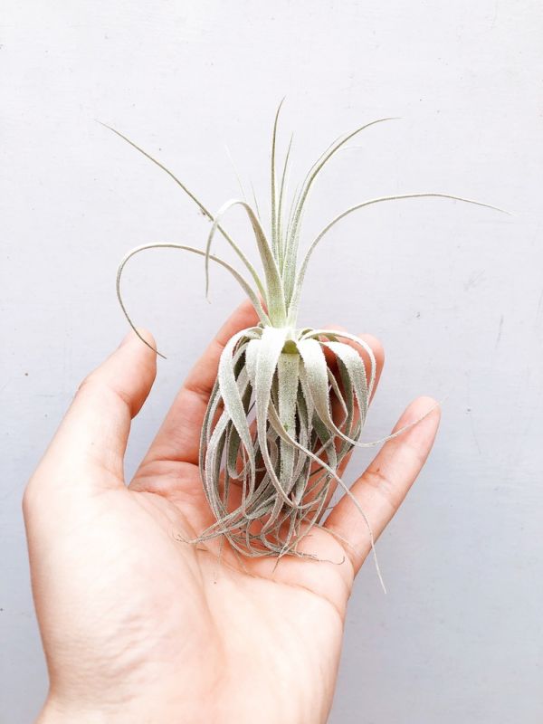 PF薄紗／Tillandsia gardneri 空氣鳳梨,鳳梨花,淨化空氣,綠化,園藝,Tillandsia