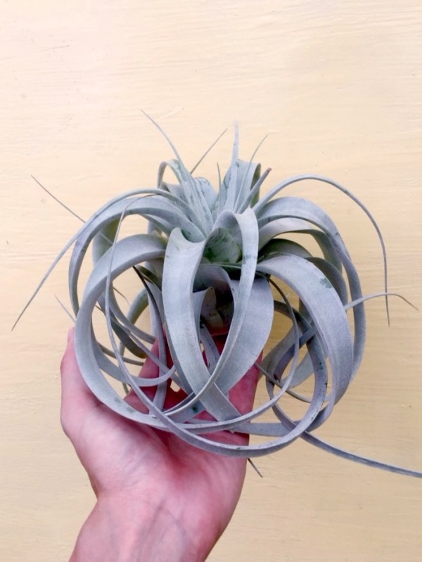 小-長捲葉霸王／Tillandsia xerographica f. var 空氣鳳梨，鳳梨花，淨化空氣，綠化，園藝，Tillandsia