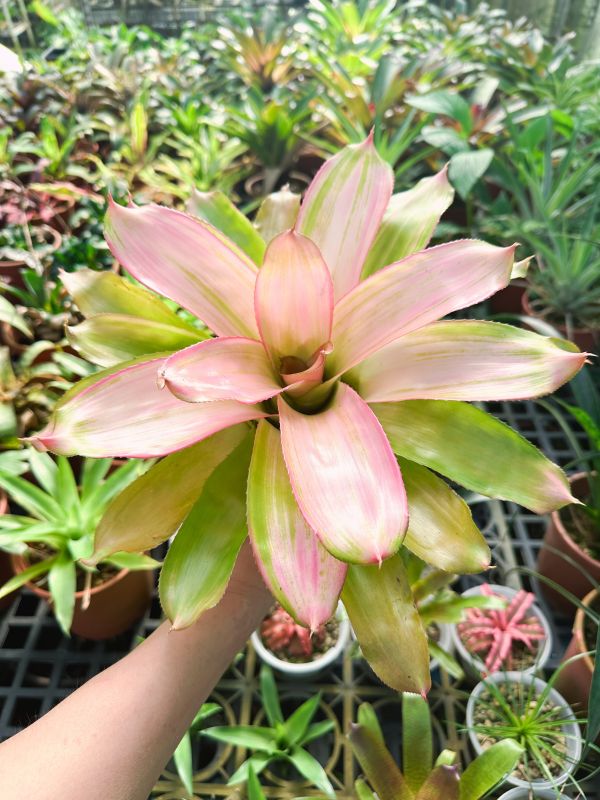 粉白佳麗 / Neoregelia Haole Girl 積水鳳梨,鳳梨花