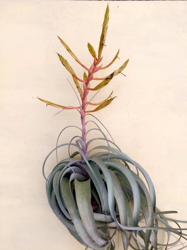 中-長捲葉霸王／Tillandsia xerographica f. var 空氣鳳梨，鳳梨花，淨化空氣，綠化，園藝，Tillandsia