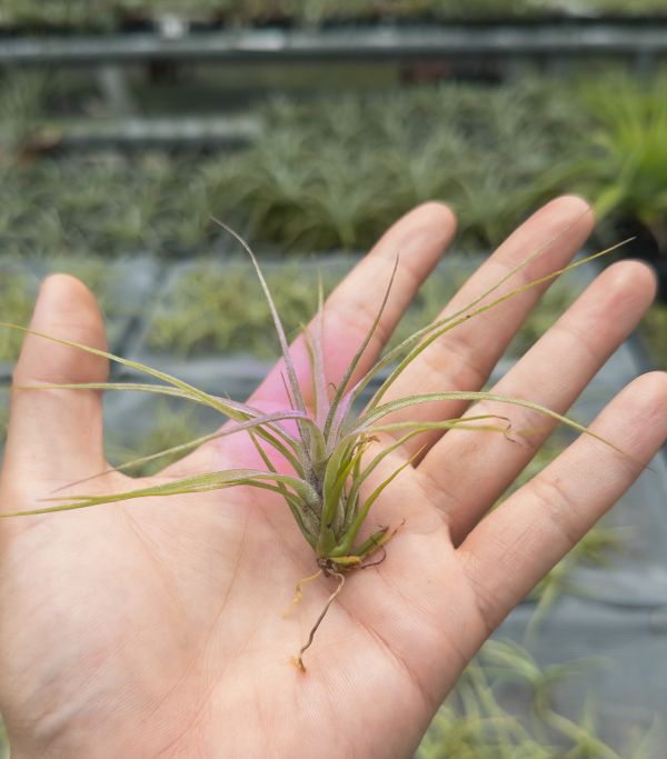 紅魷魚交墨電實生苗／Tillandsia (streptophylla x novakii) x streptophylla 'Mexico' 空氣鳳梨,鳳梨花,淨化空氣,綠化,園藝,Tillandsia