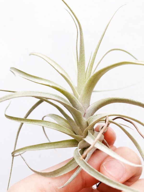 塞肯達／Tillandsia secunda 空氣鳳梨，鳳梨花，淨化空氣，綠化，園藝，Tillandsia