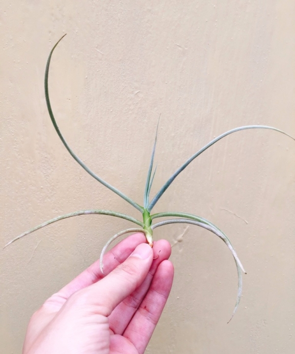 幽香／Tillandsia caliginosa 空氣鳳梨，鳳梨花，淨化空氣，綠化，園藝，Tillandsia
