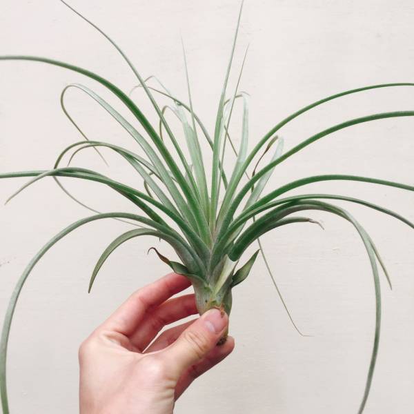 噴泉x電捲／Tillandsia exserta x streptophylla 空氣鳳梨，鳳梨花，淨化空氣，綠化，園藝，Tillandsia