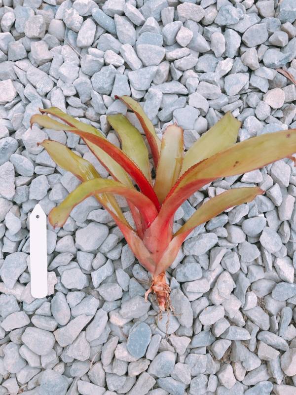 Aechmea victoriana var. discolor 積水鳳梨,鳳梨花