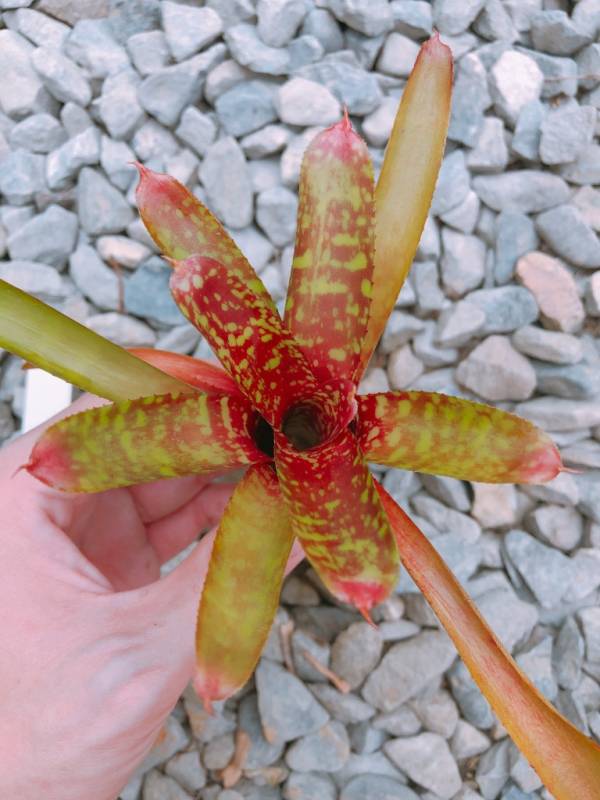 Neoregelia Wild Tiger 積水鳳梨，鳳梨花