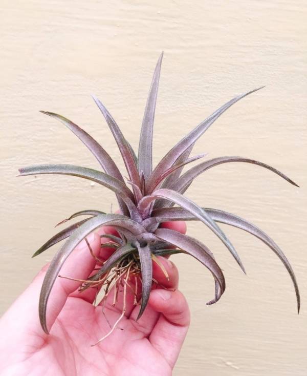 小-紅粗皮交種／Tillandsia schatzlii Red X 空氣鳳梨，鳳梨花，淨化空氣，綠化，園藝，Tillandsia