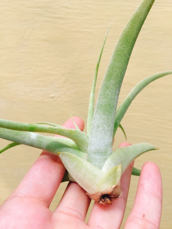 開葉型卡地可樂／Tillandsia cacticola 'Open' 空氣鳳梨，鳳梨花，淨化空氣，綠化，園藝，Tillandsia