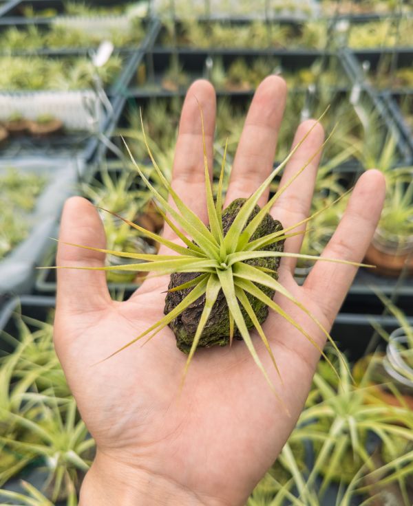 旋風交墨電實生苗／Tillandsia flexuosa x streptophylla 'Mexico' 空氣鳳梨,鳳梨花,淨化空氣,綠化,園藝,Tillandsia