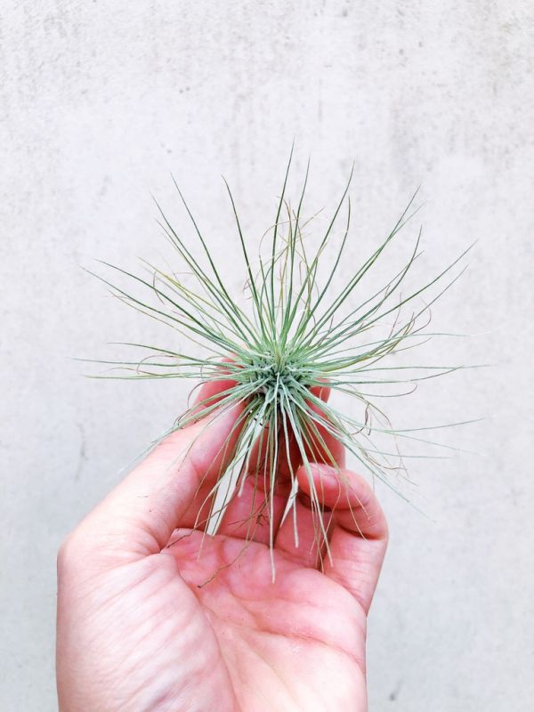 白毛毛／Tillandsia fuchsii v Gracillis 空氣鳳梨，鳳梨花，淨化空氣，綠化，園藝，Tillandsia