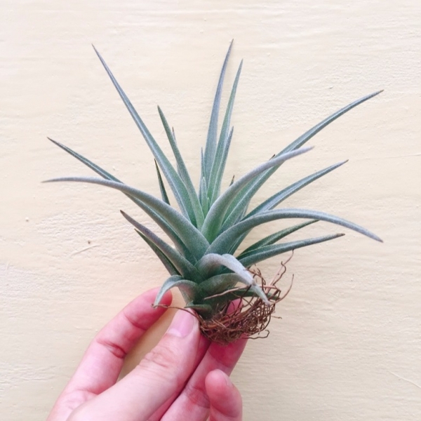 貝爾梅霍交種／Tillandsia bermejoensis Hybrid 空氣鳳梨，鳳梨花，淨化空氣，綠化，園藝，Tillandsia