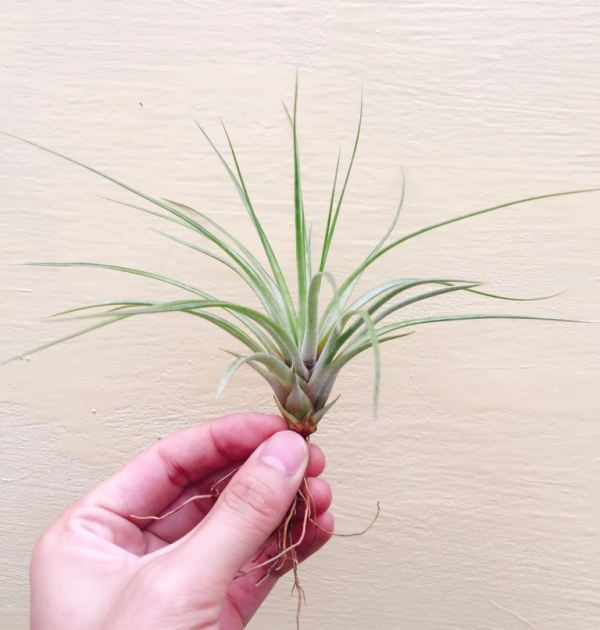 阿卡蒂／Tillandsia acostae 空氣鳳梨，鳳梨花，淨化空氣，綠化，園藝，Tillandsia