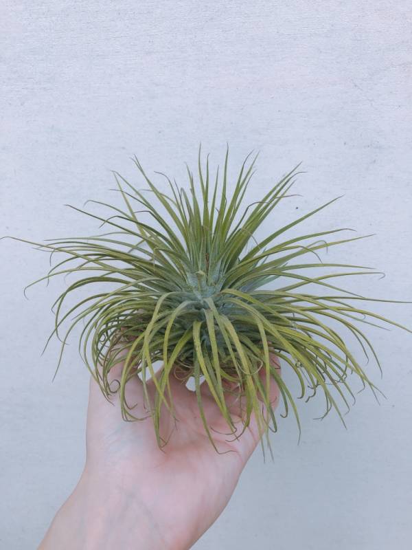 星塵（大白毛交小精靈）／Tillandsia Star Dust 空氣鳳梨，鳳梨花，淨化空氣，綠化，園藝，Tillandsia