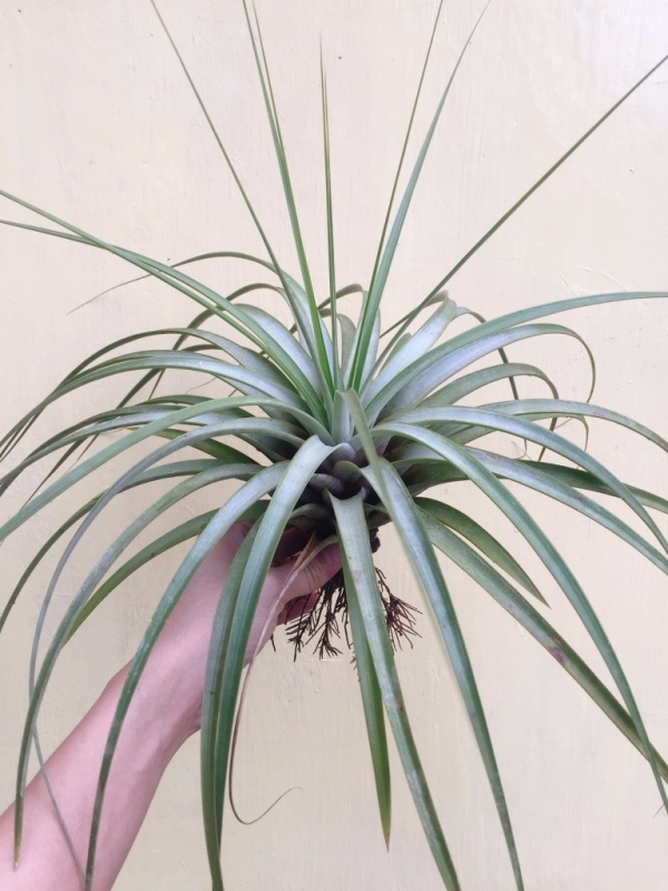 大-費西古拉塔／Tillandsia fasciculata 'Tricolor' 空氣鳳梨，鳳梨花，淨化空氣，綠化，園藝，Tillandsia