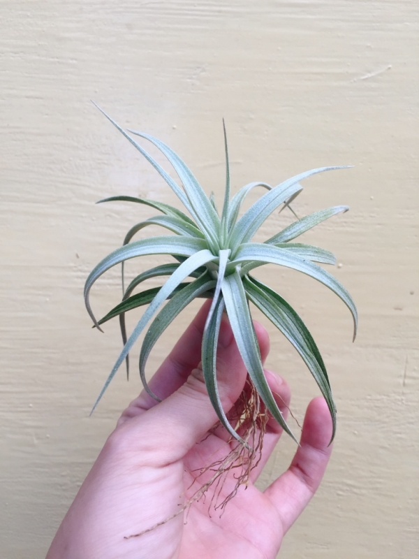 雪白天使／Tillandsia stricta 'Angel White' 空氣鳳梨，鳳梨花，淨化空氣，綠化，園藝，Tillandsia