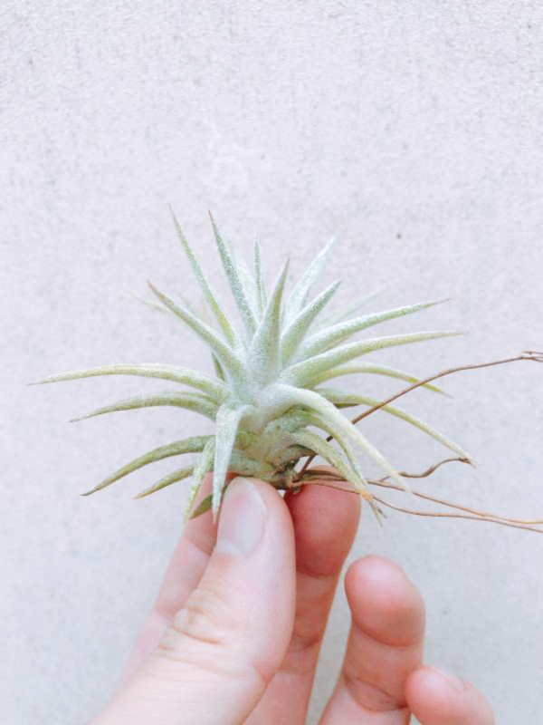 小-長莖小精靈／Tillandsia ionantha var. van-hyningii 空氣鳳梨，鳳梨花，淨化空氣，綠化，園藝，Tillandsia