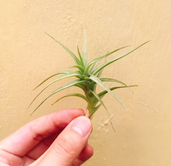 紫羅蘭or貝姬／Tillandsia aeranthos or bergeri 空氣鳳梨，鳳梨花，淨化空氣，綠化，園藝，Tillandsia