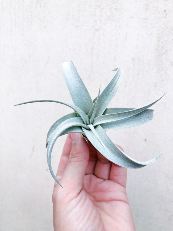 側芽-瓜地馬拉霸王／Tillandsia xerographica 空氣鳳梨,鳳梨花,淨化空氣,綠化,園藝,Tillandsia