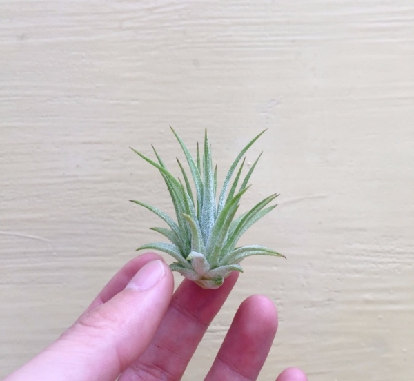 龍小精靈／Tillandsia ionantha 'Ron' 空氣鳳梨，鳳梨花，淨化空氣，綠化，園藝，Tillandsia