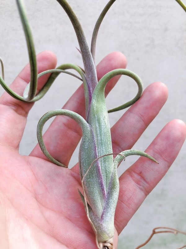 花中花／Tillandsia intermedia 空氣鳳梨,鳳梨花,淨化空氣,綠化,園藝,Tillandsia