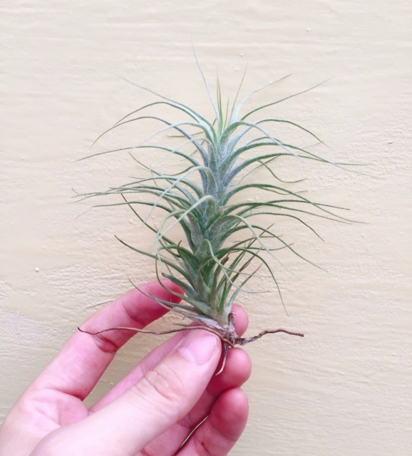 大狐尾／Tillandsia heteromorpha 空氣鳳梨，鳳梨花，淨化空氣，綠化，園藝，Tillandsia