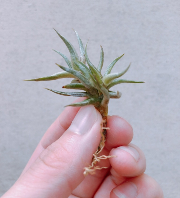 小金針／Tillandsia funebris 空氣鳳梨，鳳梨花，淨化空氣，綠化，園藝，Tillandsia