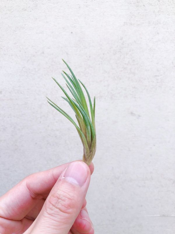掌上花／Tillandsia vernicosa ‘Tall’ 空氣鳳梨，鳳梨花，淨化空氣，綠化，園藝，Tillandsia