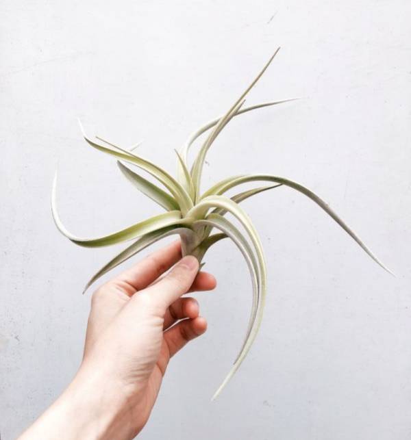 樂透／Tillandsia lotteae 空氣鳳梨，鳳梨花，淨化空氣，綠化，園藝，Tillandsia