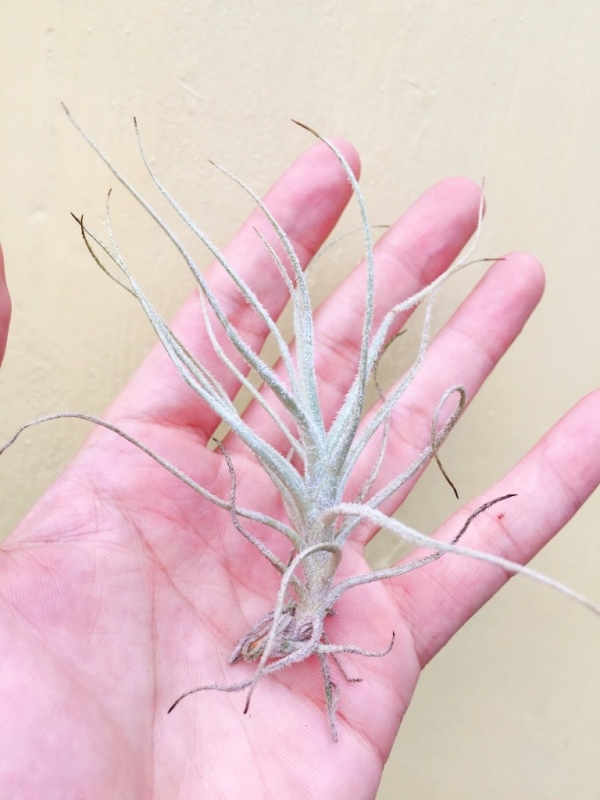 楚斯岡/Tillandsia chusgonensis 空氣鳳梨，鳳梨花，淨化空氣，綠化，園藝，Tillandsia