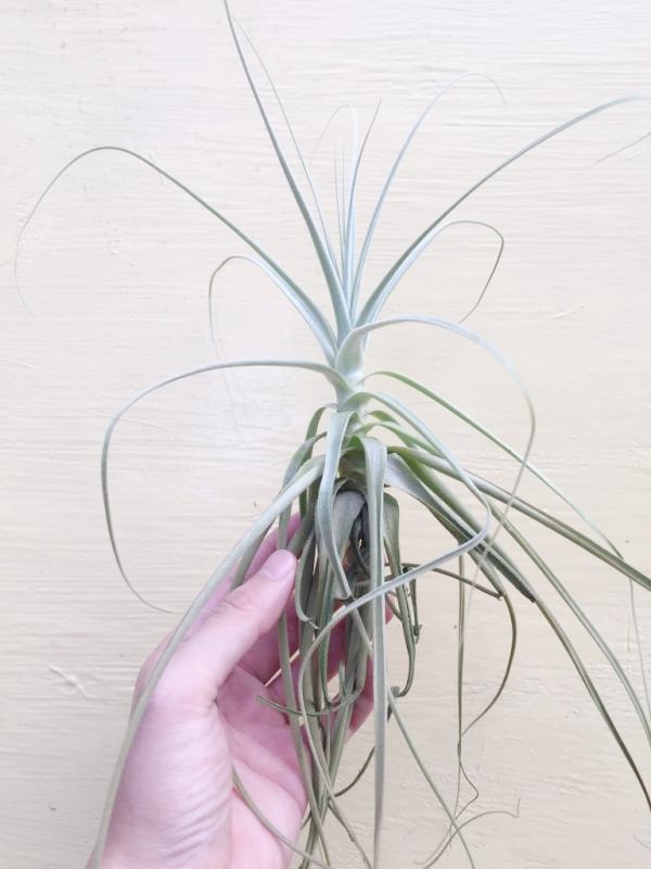 大-彗星／Tillandsia straminea 空氣鳳梨，鳳梨花，淨化空氣，綠化，園藝，Tillandsia