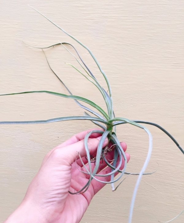 香蘭／Tillandsia streptocarpa 空氣鳳梨，鳳梨花，淨化空氣，綠化，園藝，Tillandsia