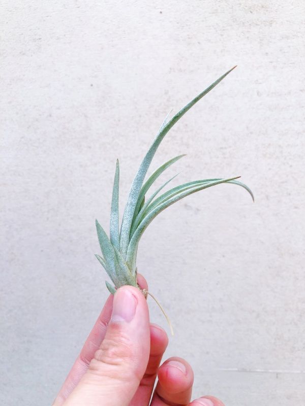 伊莉莎白／Tillandsia elizabethiae 空氣鳳梨，鳳梨花，淨化空氣，綠化，園藝，Tillandsia