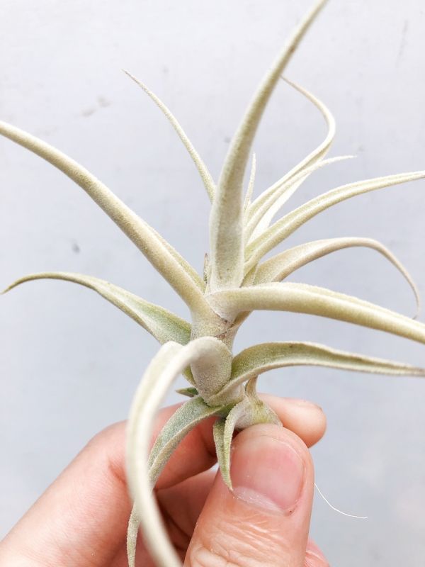 粗糠交種／Tillandsia paleacea Hybrid 空氣鳳梨，鳳梨花，淨化空氣，綠化，園藝，Tillandsia