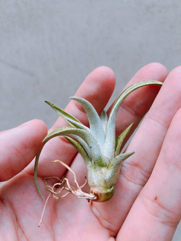 粗皮／Tillandsia schatzlii 空氣鳳梨，鳳梨花，淨化空氣，綠化，園藝，Tillandsia